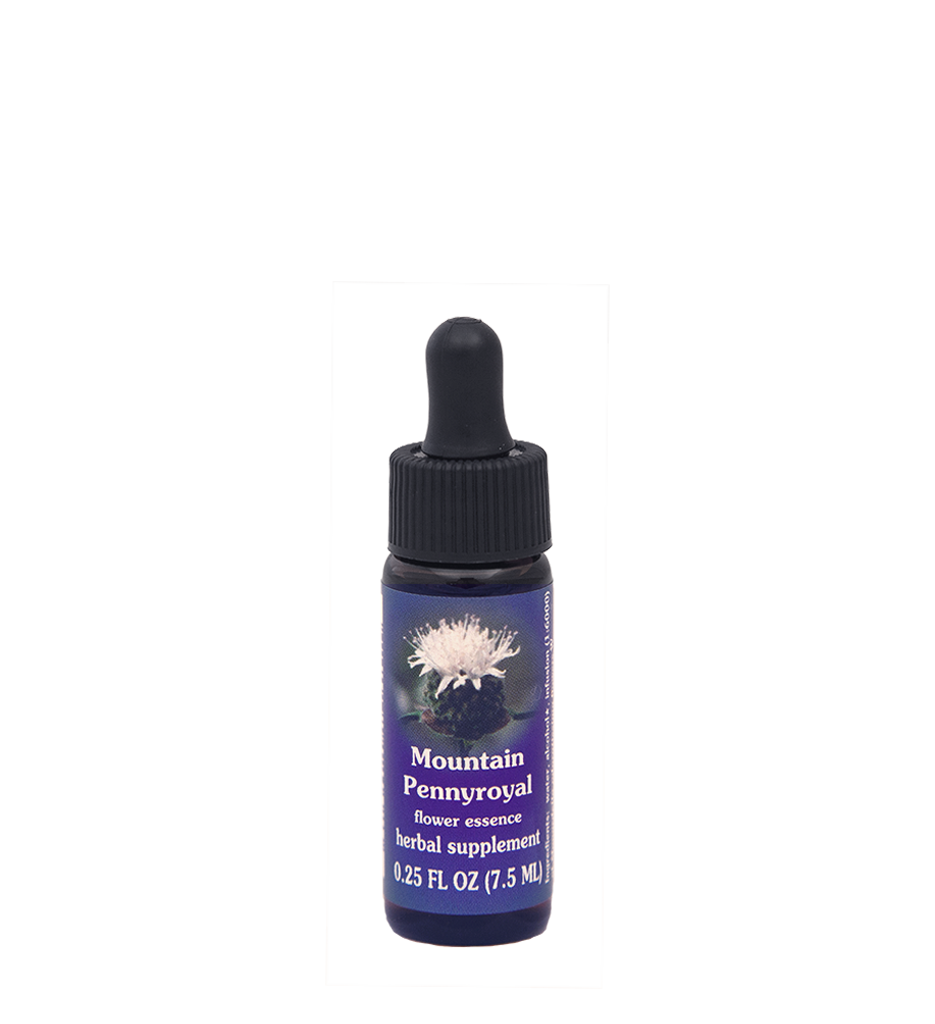Mountain Pennyroyal