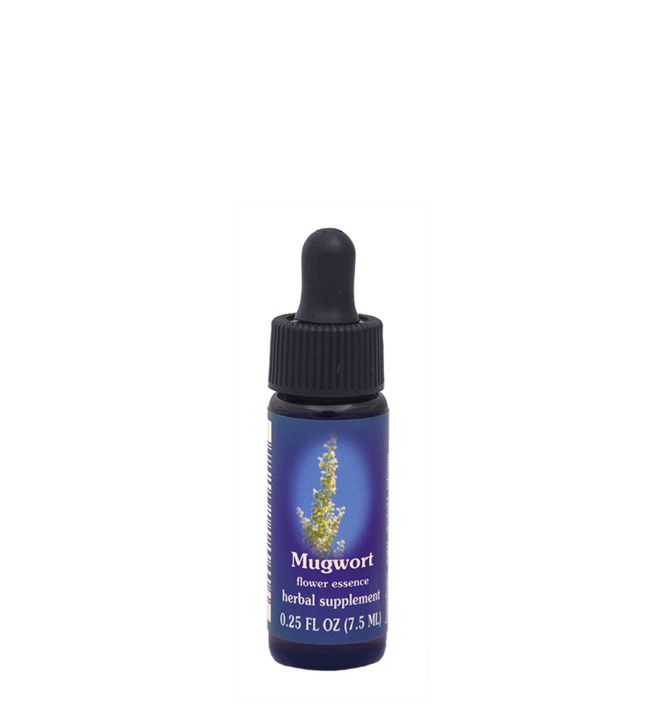 Mugwort