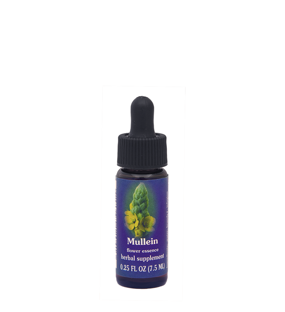 Mullein