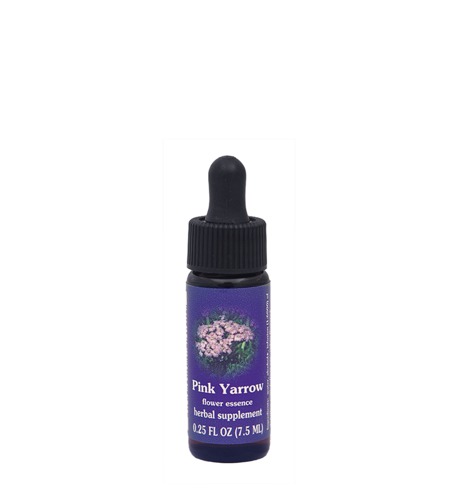 Pink Yarrow