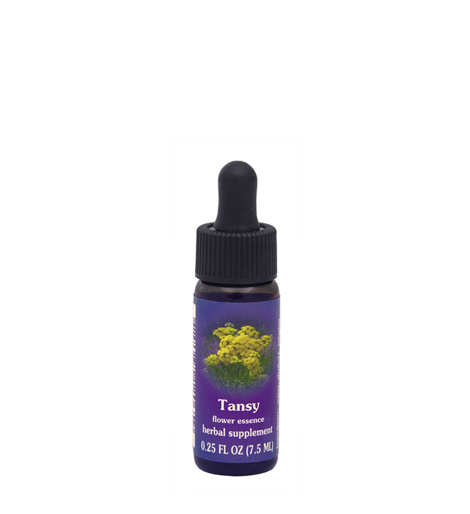 Tansy