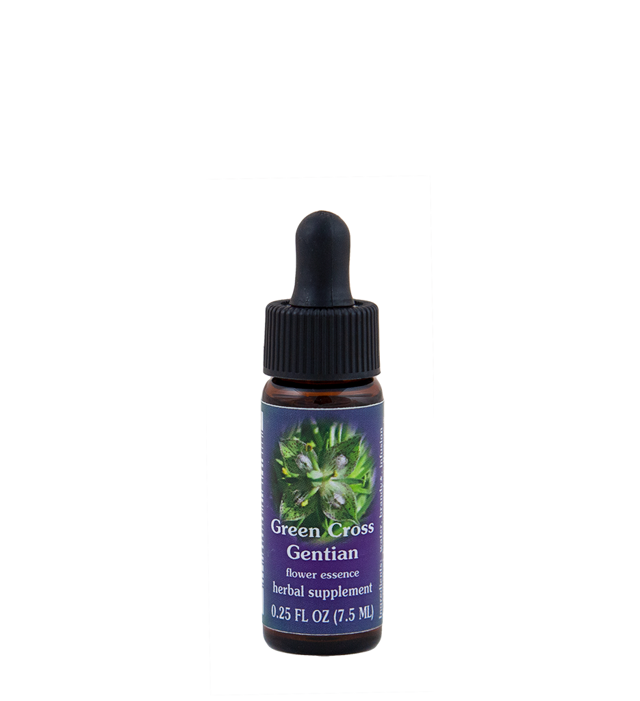 Green Cross Gentian