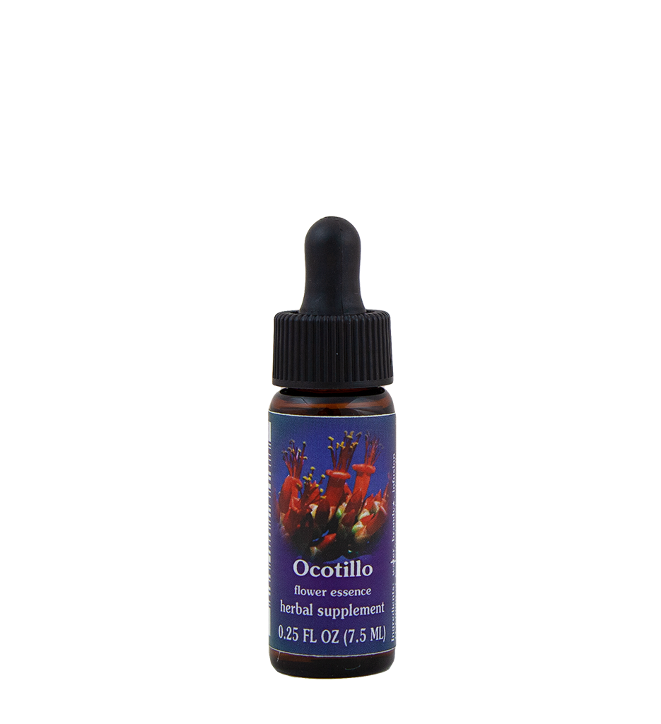 Ocotillo