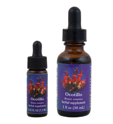 Ocotillo