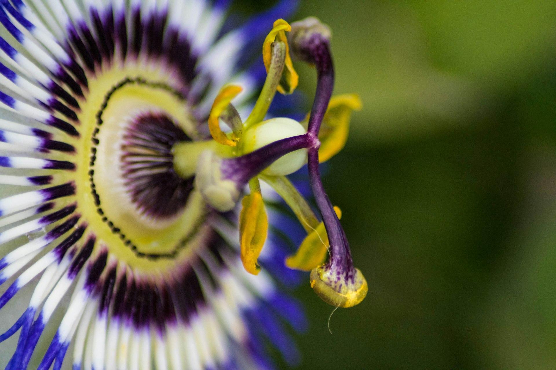 a close up of a purple and white flower