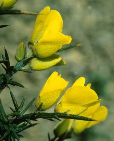 Gorse Gorse flowers