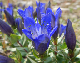Explorer's Gentian Explorer's Gentian flowers