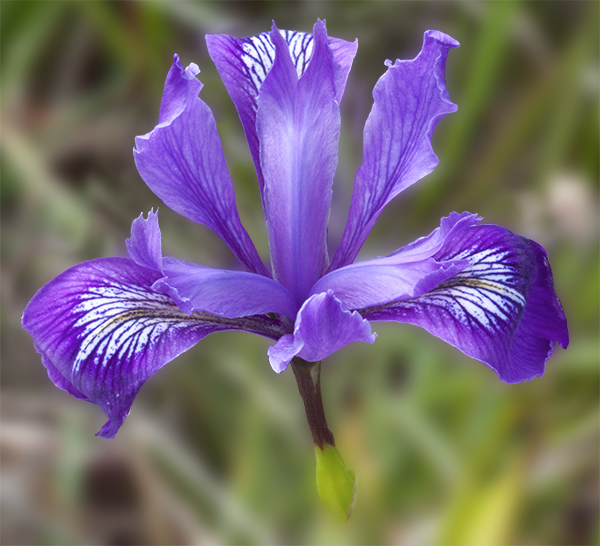 Iris Iris flower
