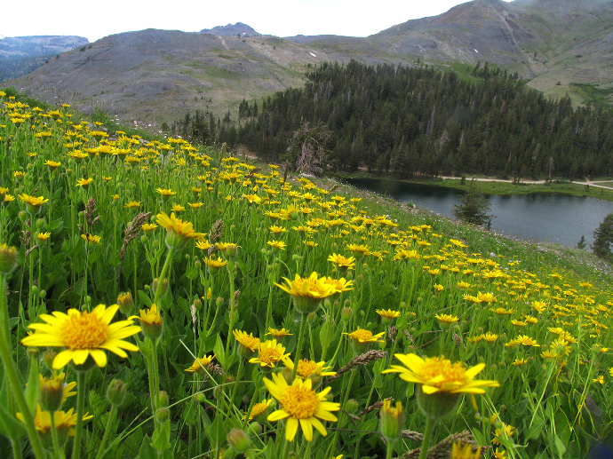 Arnica mollis growing in the Sierra Nevada mountains of California Arnica mollis growing in the Sierra Nevada mountains of California