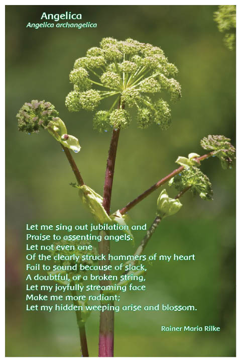 Flower Photo Prints - Complete Set - Angelica