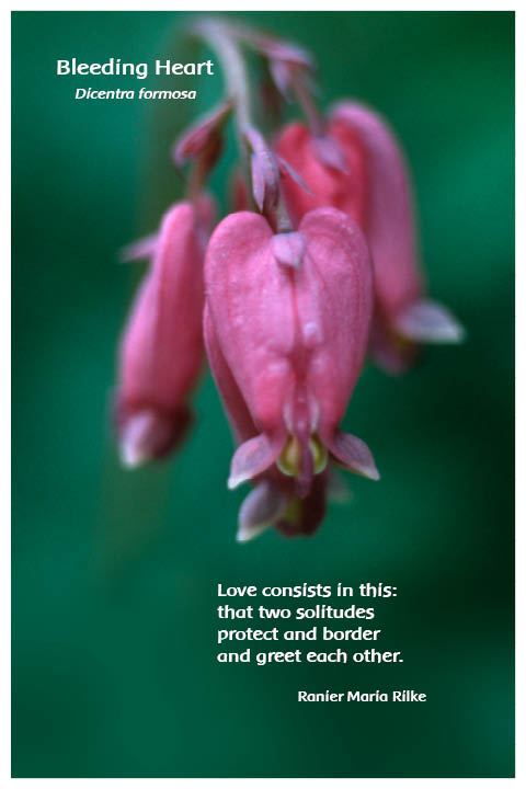 Flower Photo Prints - Complete Set - Bleeding Heart