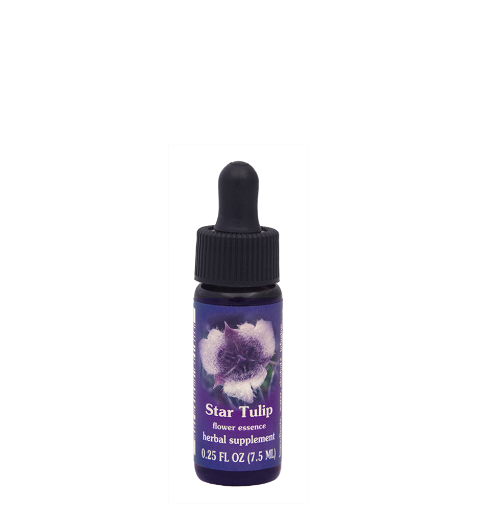 Star Tulip