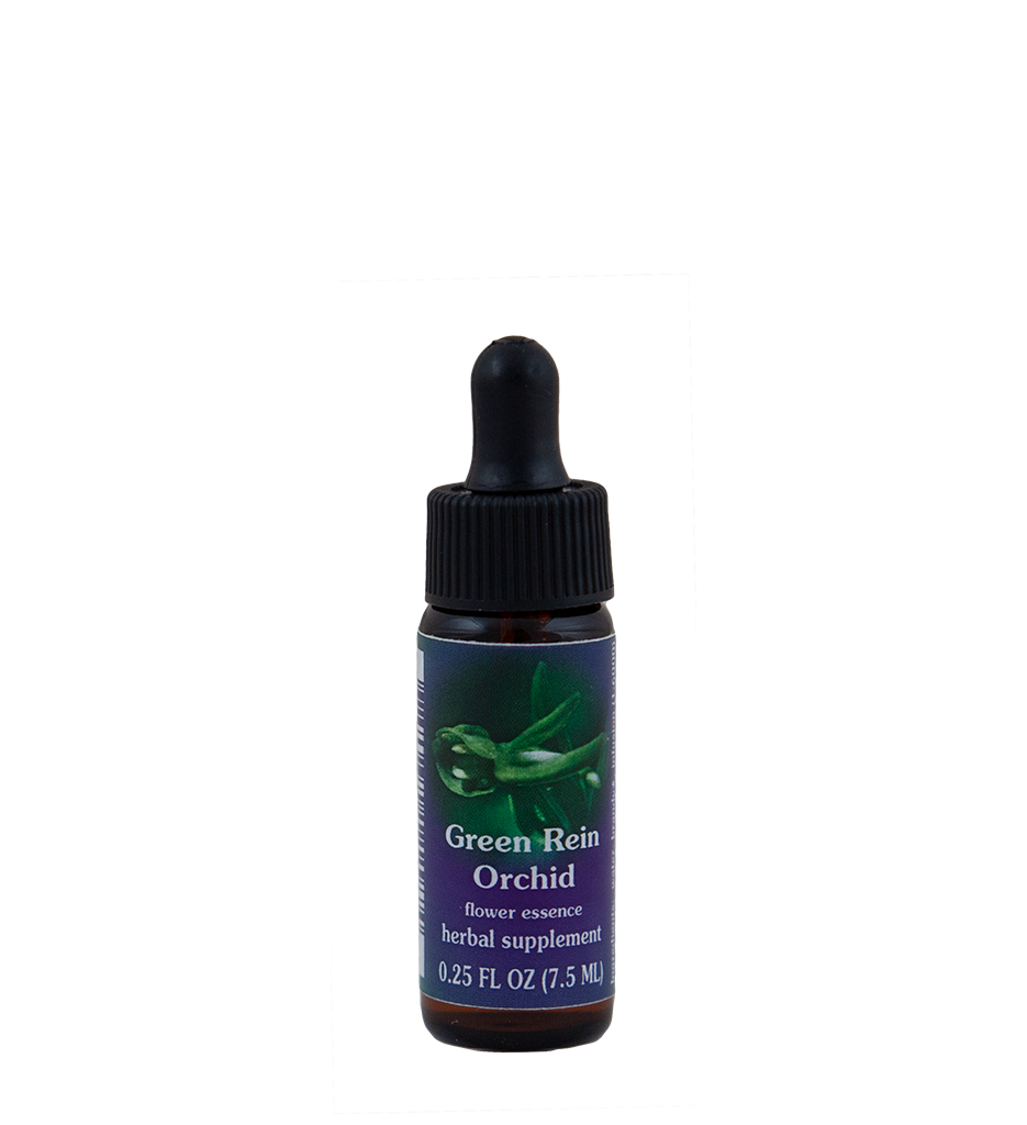 Green Rein Orchid