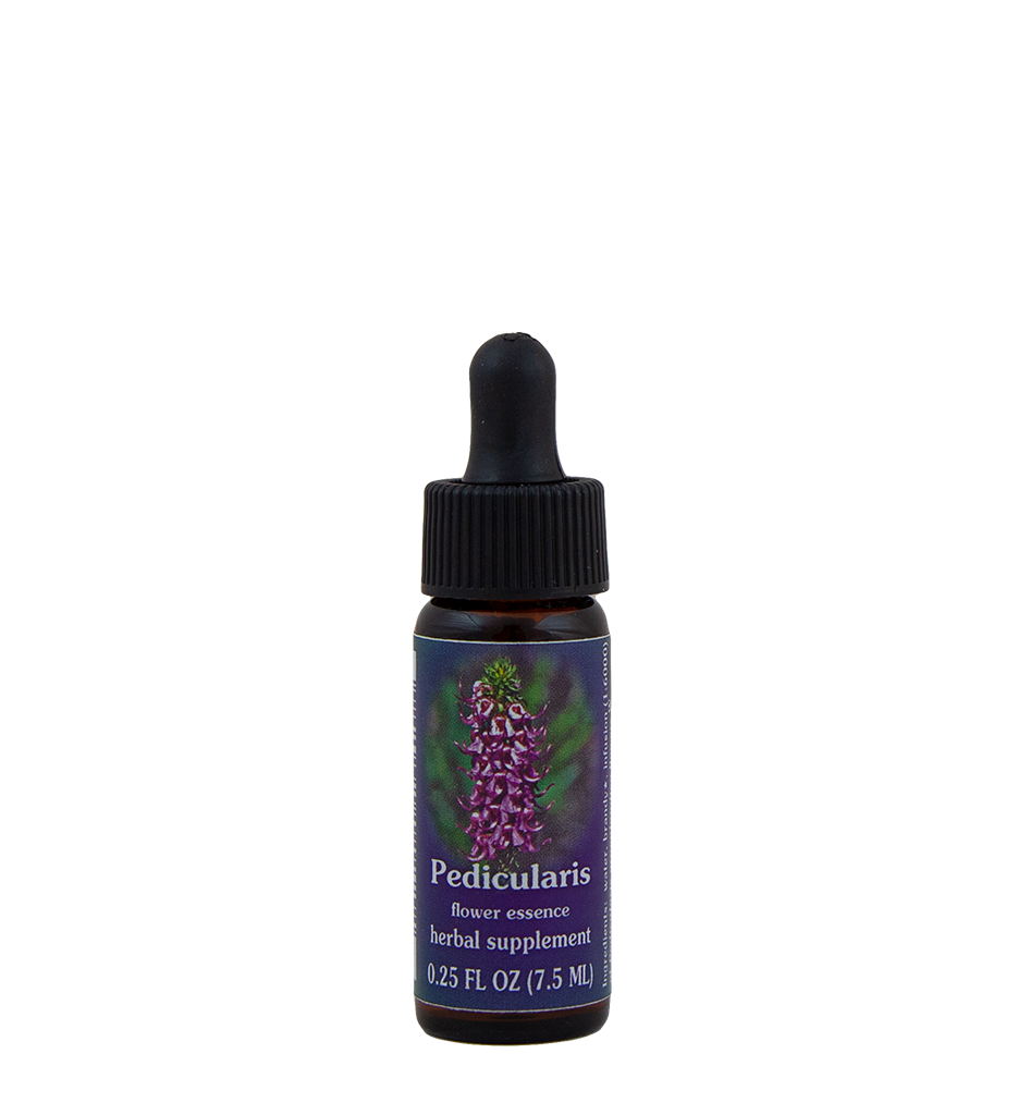Pedicularis