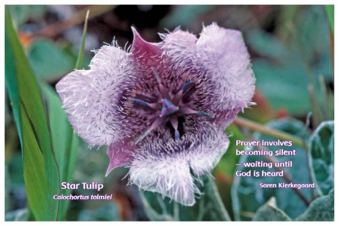 Flower Photo Print - Star Tulip