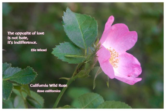 Flower Photo Print - California Wild Rose