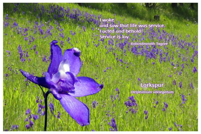 Flower Photo Print - Larkspur