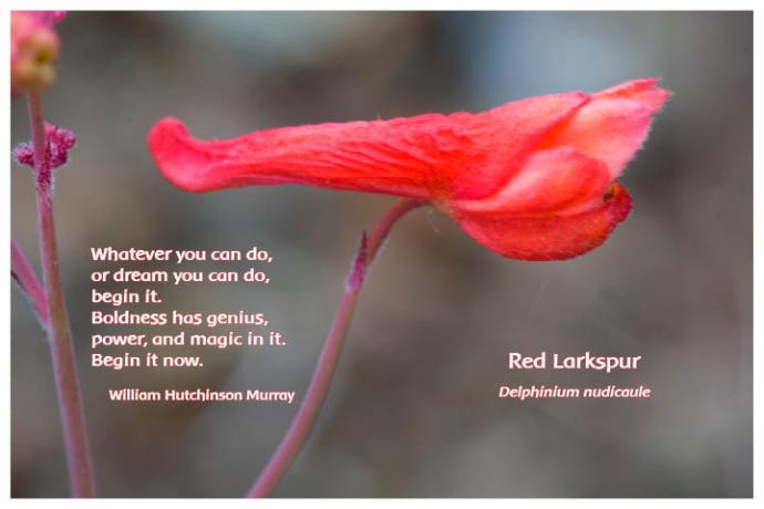 Flower Photo Print - Red Larkspur