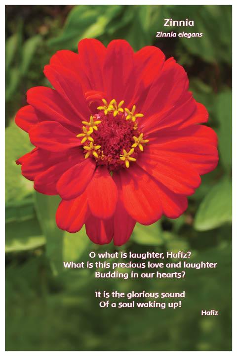 Flower Photo Print - Zinnia