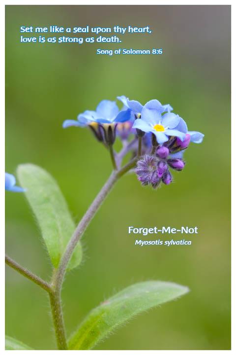 Flower Photo Print - Forget-Me-Not