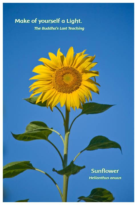 Flower Photo Print - Sunflower