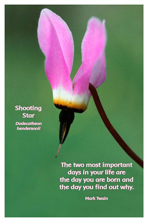 Flower Photo Print - Shooting Star