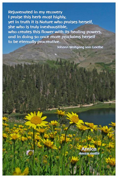 Flower Photo Print - Arnica