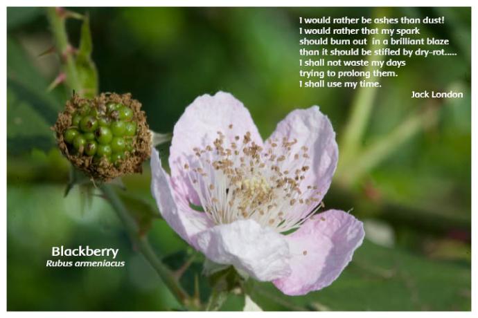 Flower Photo Print - Blackberry