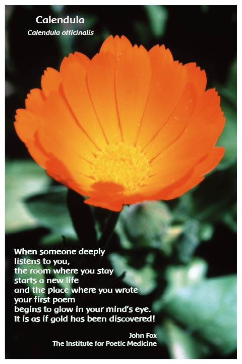 Flower Photo Print - Calendula