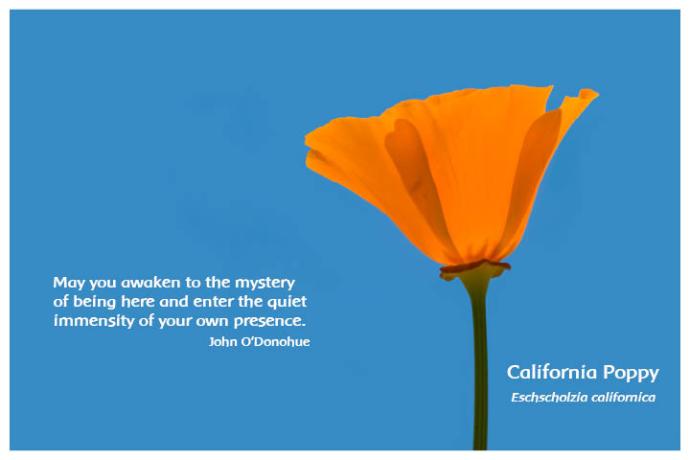 Flower Photo Print - California Poppy