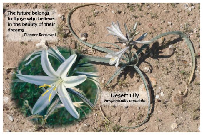 Flower Photo Print - Desert Lily
