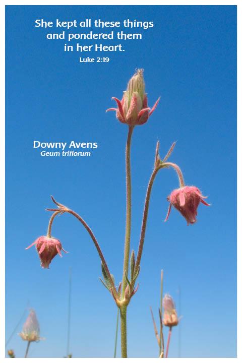 Flower Photo Print - Downy Avens