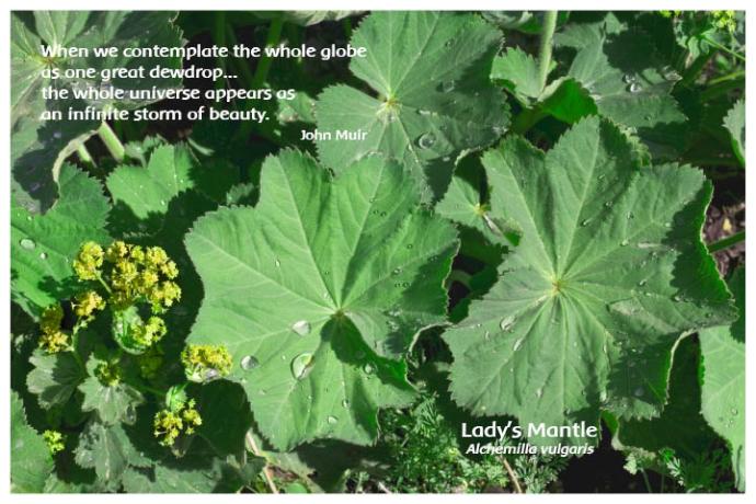 Flower Photo Print - Lady's Mantle