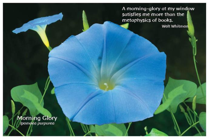 Flower Photo Print - Morning Glory