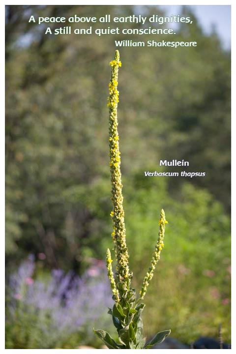 Flower Photo Print - Mullein