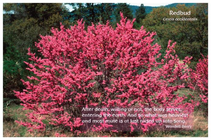 Flower Photo Print - Redbud