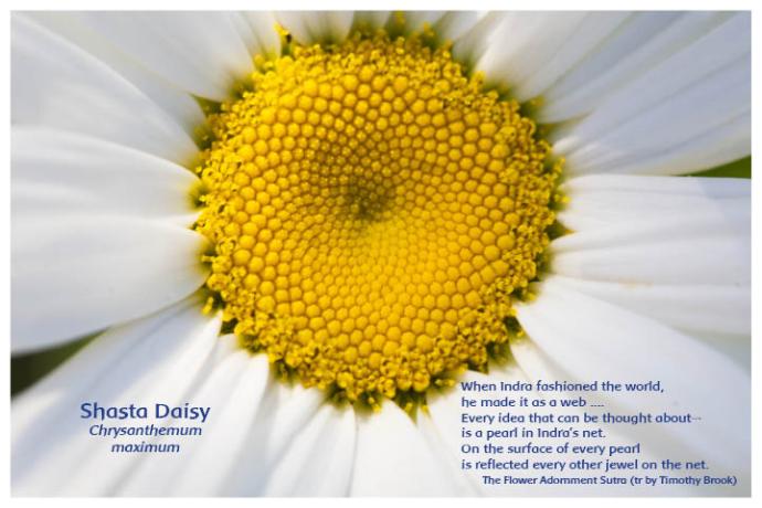 Flower Photo Print - Shasta Daisy