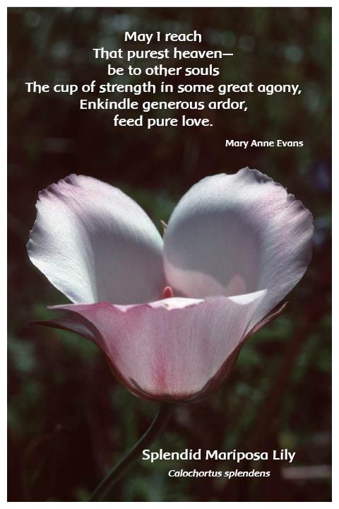 Flower Photo Print - Splendid Mariposa Lily