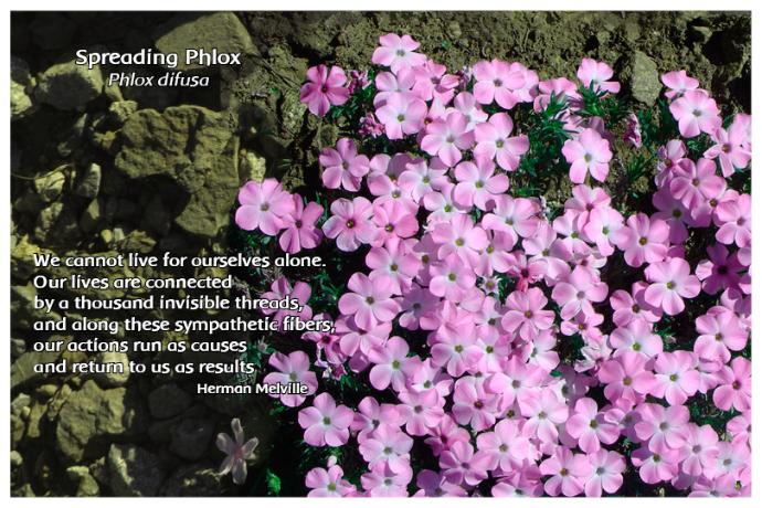 Flower Photo Print - Spreading Phlox