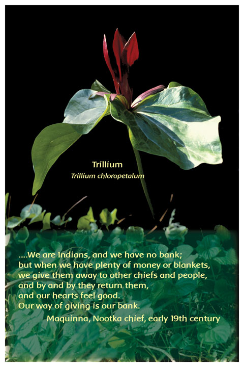 Flower Photo Print - Trillium