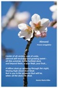 Flower Photo Prints - Complete Set