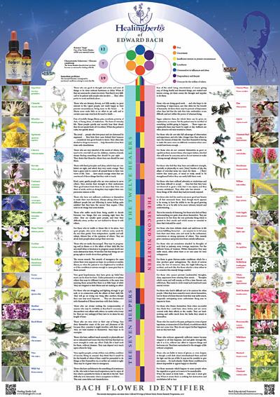 XPoster: Healing Herbs (Spanish)