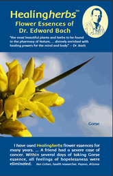 Healing Herbs brochure
