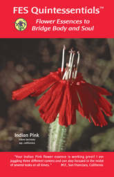 Quintessentials brochure