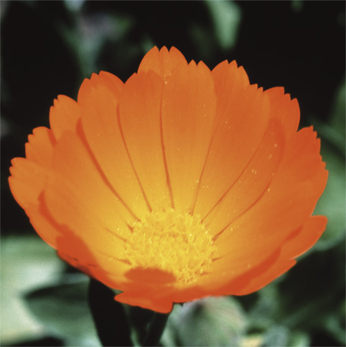 Calendula