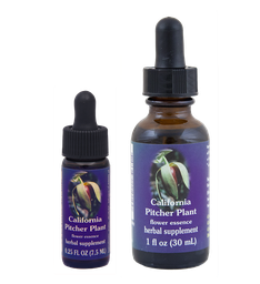 California Pitcher Plant