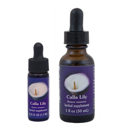 Calla Lily