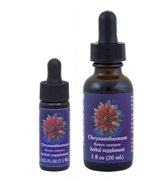 Chrysanthemum
