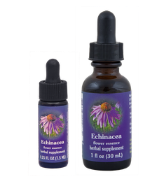 Echinacea