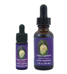 Fairy Lantern
